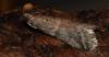 Ephestia unicolorella woodiella